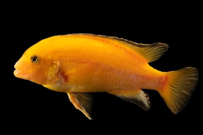 Yellow Lab Cichlid (Labidochromis caeruleus) - En Renkli Balık Türü